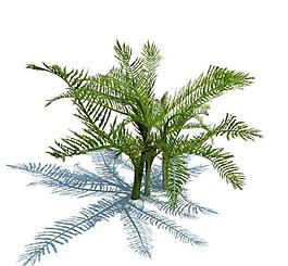 植物模型 小草模型圖片