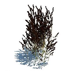 植物模型 小草模型圖片
