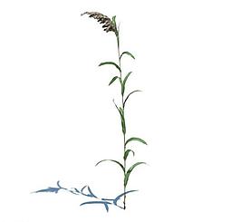 植物模型 小草模型圖片
