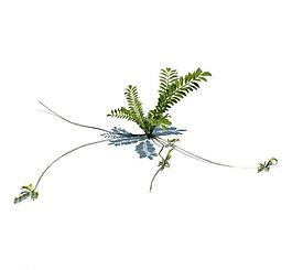植物模型 小草模型圖片