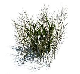 植物模型 小草模型圖片