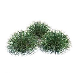 植物模型 小草模型圖片