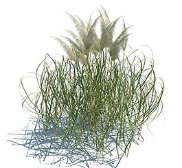 植物模型 小草模型圖片