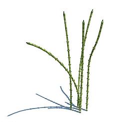 植物模型 小草模型圖片