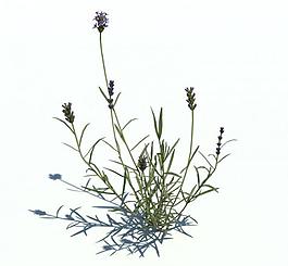 植物模型 小草模型圖片