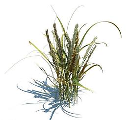 植物模型 小草模型圖片