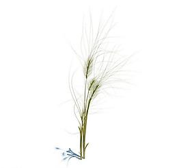 植物模型 小草模型圖片