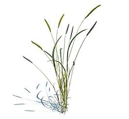 植物模型 小草模型圖片