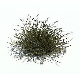 植物模型 小草模型圖片