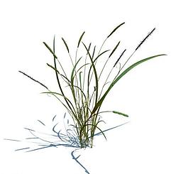 植物模型 小草模型圖片