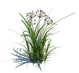 植物模型 小草模型圖片