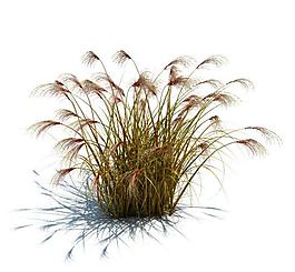 植物模型 小草模型圖片