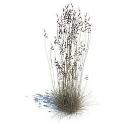 植物模型 草模型圖片