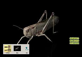 蝗蟲蚱蜢螞蚱老扁擔蟈蟈3d三維模型建模圖片