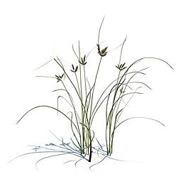 植物模型 小草模型圖片