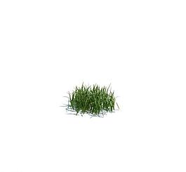 植物模型 小草模型圖片