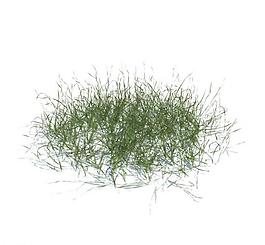 植物模型 小草模型圖片