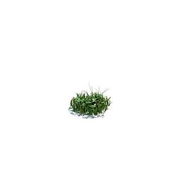 植物模型 小草模型圖片