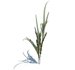 植物模型 小草模型圖片