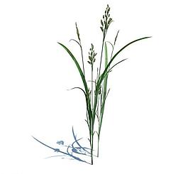 植物模型 小草模型圖片