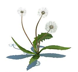 植物模型 小草模型圖片
