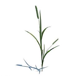 植物模型 小草模型圖片