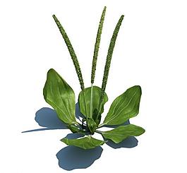 植物模型 小草模型圖片