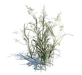 植物模型 小草模型圖片