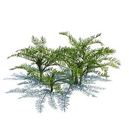 植物模型 小草模型圖片