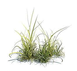 植物模型 小草模型圖片