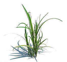 植物模型 小草模型圖片
