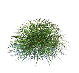 植物模型 小草模型圖片