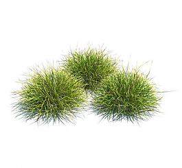 植物模型 小草模型圖片