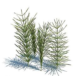 植物模型 小草模型圖片
