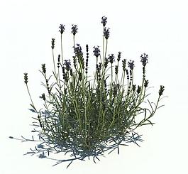 植物模型 小草模型圖片