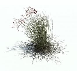 植物模型 小草模型圖片