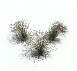 植物模型 小草模型圖片