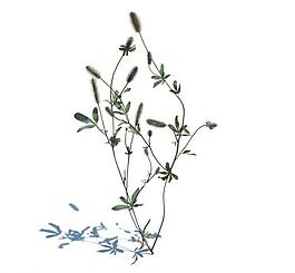 植物模型 小草模型圖片