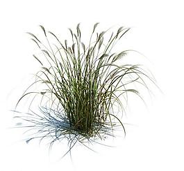 植物模型 草模型圖片