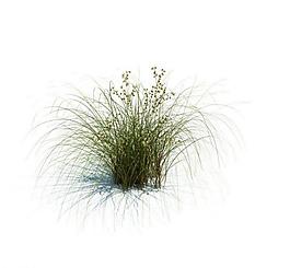 植物模型 草模型圖片