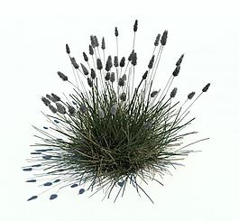 植物模型 草模型圖片
