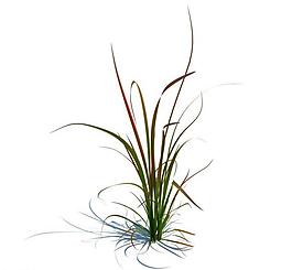 植物模型 草模型圖片