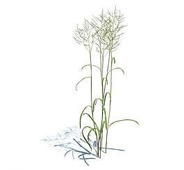 植物模型 草模型圖片