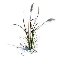 植物模型 草模型圖片