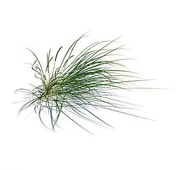 植物模型 草模型圖片