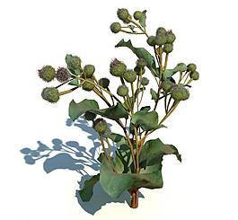 植物模型 草模型圖片