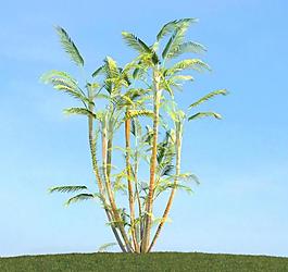 樹木植物模型圖片
