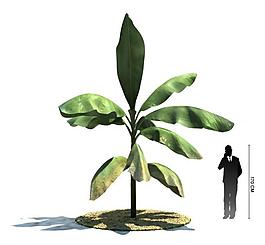 綠色植物三維模型圖片