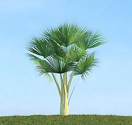 樹木植物模型圖片
