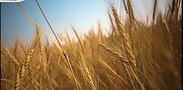 草地max模型圖片